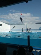 上越水族館のイルカショー