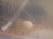 ミドリガメの産卵