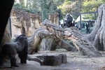 上野動物園のゴリラ